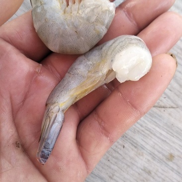 剥虾仁大虾