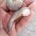 剥虾仁大虾