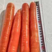 红胡萝卜原产地渭南水果红萝卜精品供应诚信经营欢迎选购