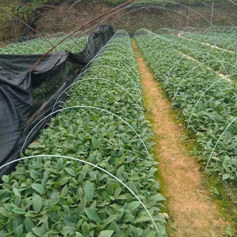 小叶五指毛桃