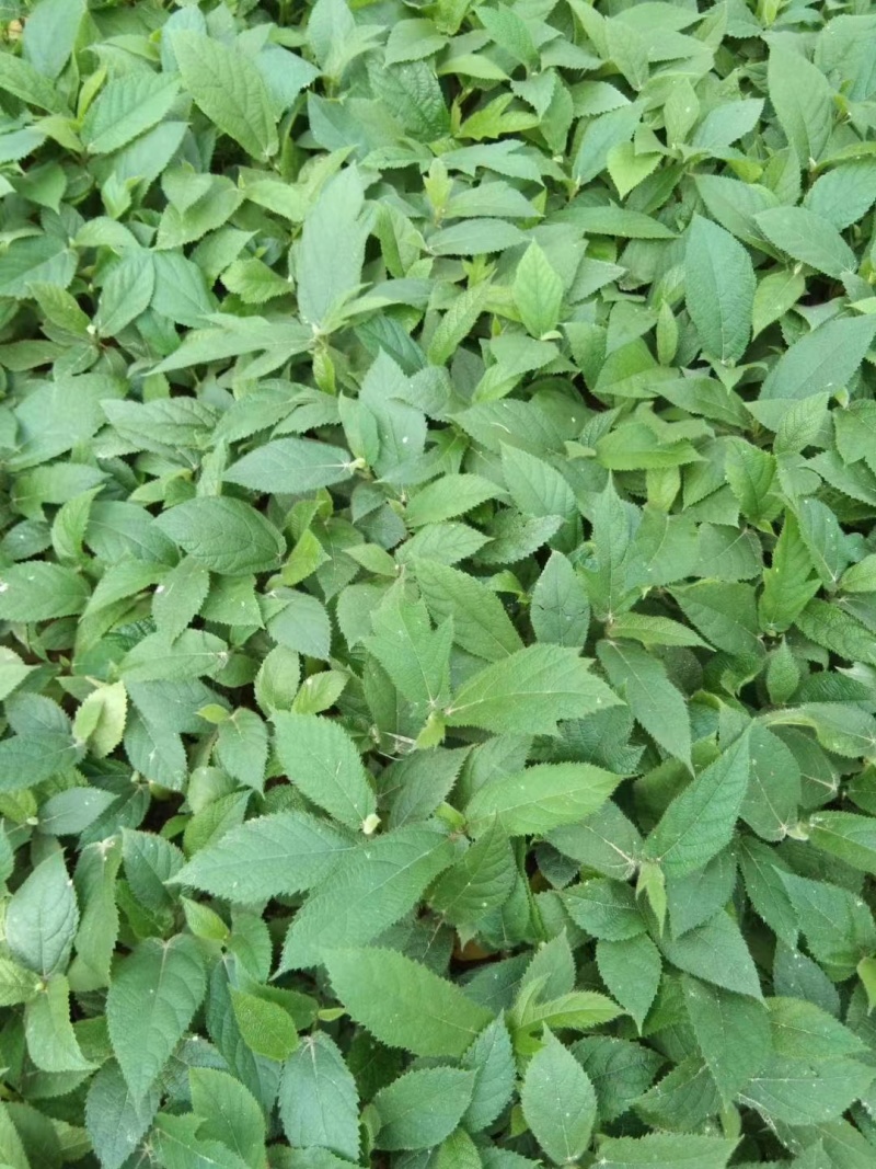 小叶五指毛桃