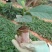 小叶五指毛桃