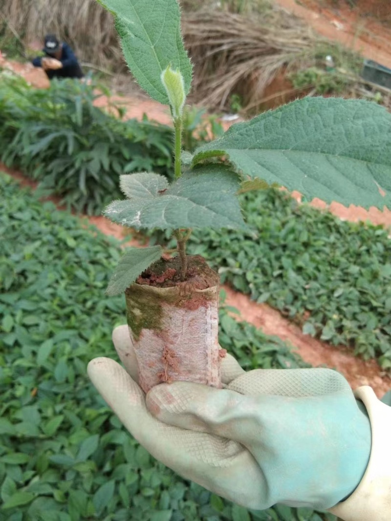 小叶五指毛桃