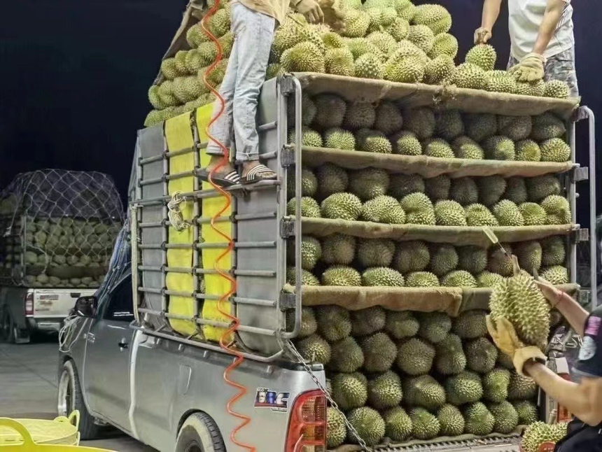 金枕头榴莲在批发市场装箱运输 金枕头榴莲在批发市场装箱运输