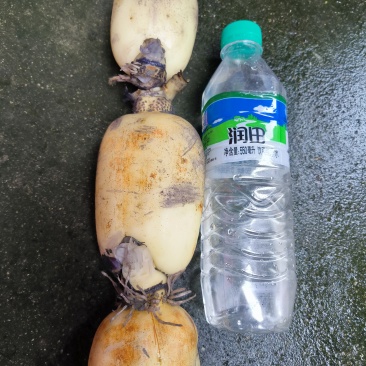 精品早藕，大量供应