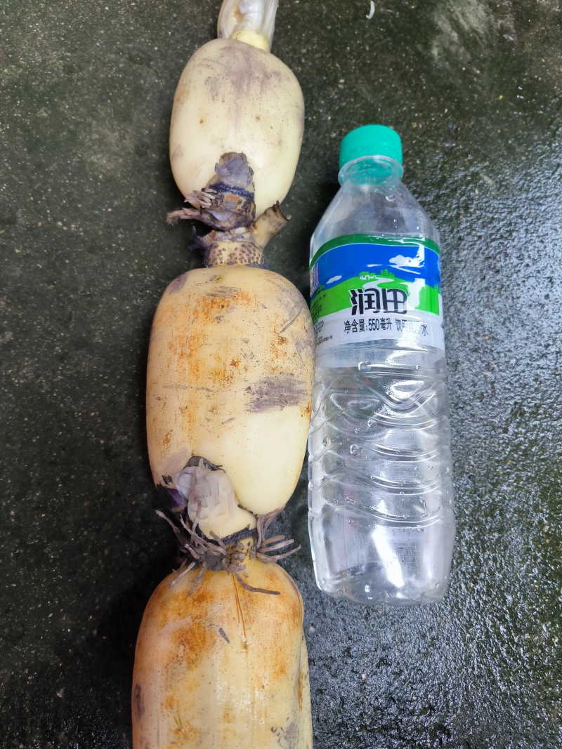 精品早藕，大量供应