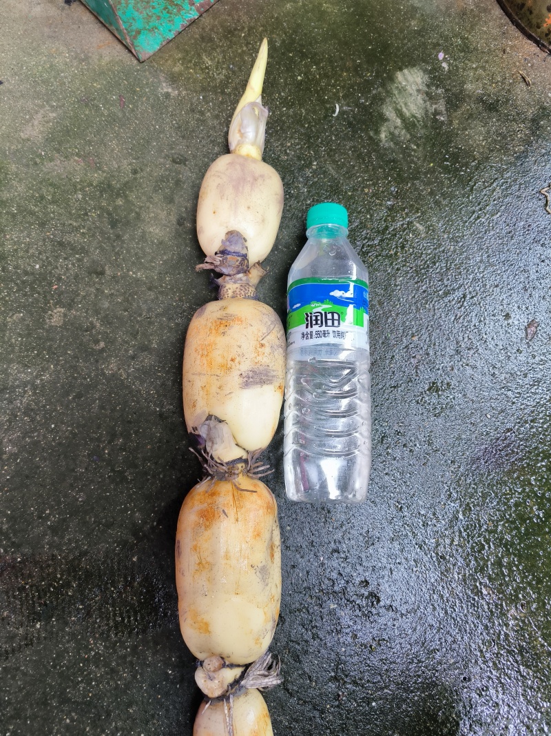 精品早藕，大量供应