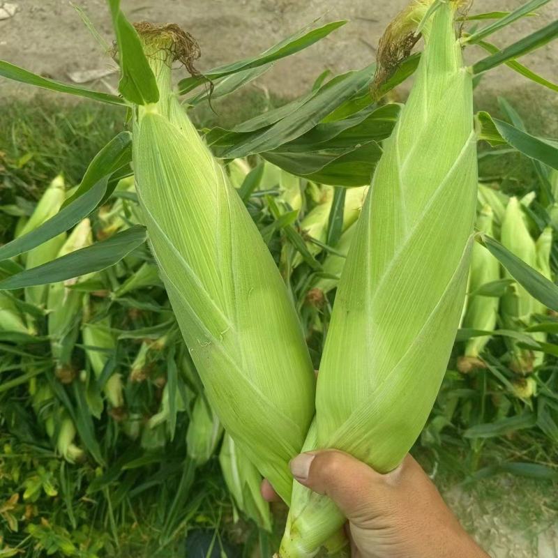 云南花超玉米，902玉米，产地直发，诚信经营，量大从优