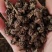 批发纯野猫爪草（一级货），不带毛的，一手货源，诚信经营！