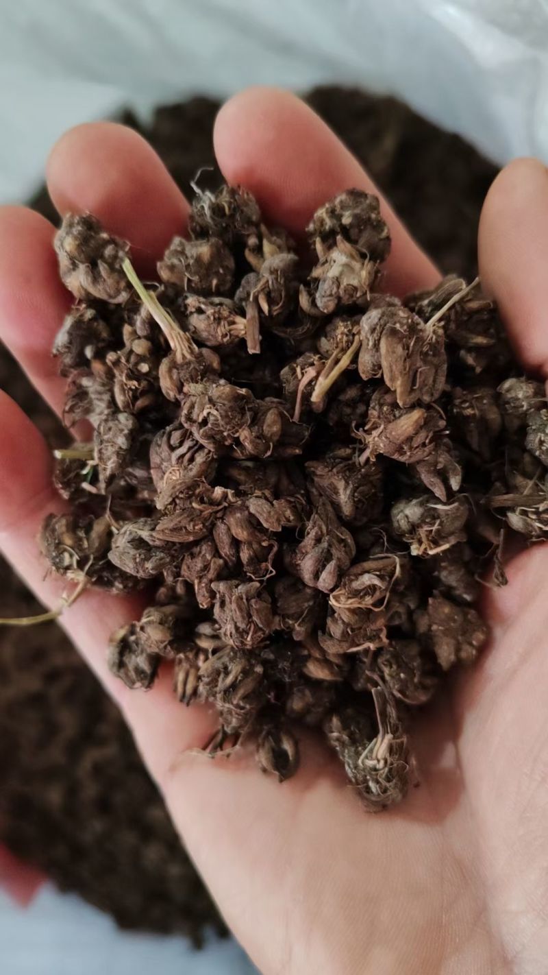 批发纯野猫爪草（一级货），不带毛的，一手货源，诚信经营！