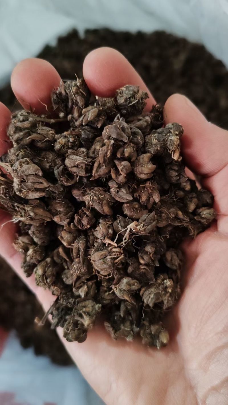 批发纯野猫爪草（一级货），不带毛的，一手货源，诚信经营！