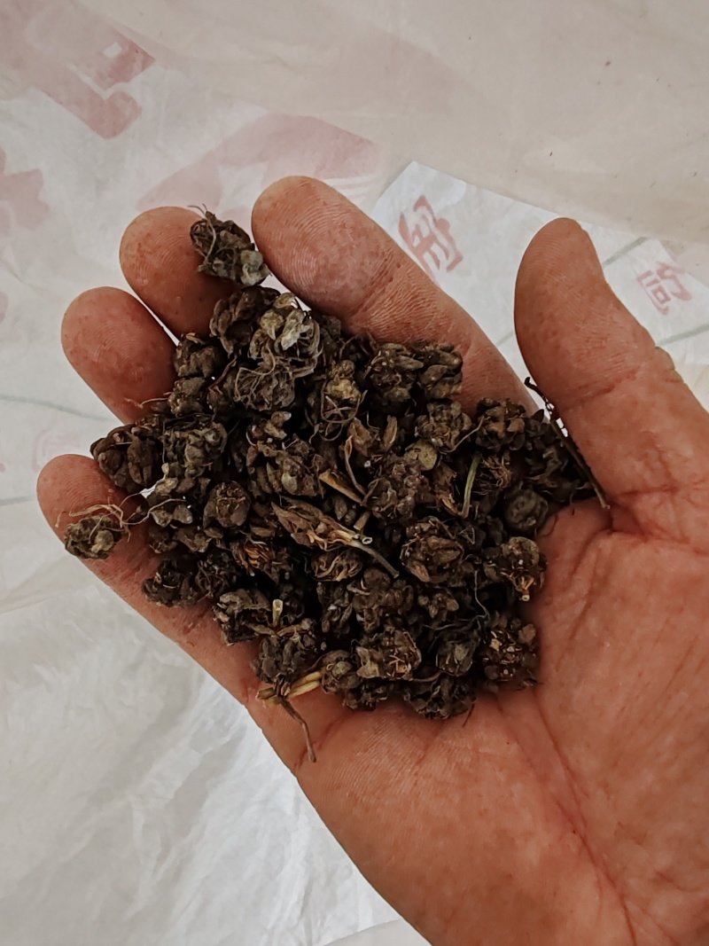 批发纯野猫爪草（一级货），不带毛的，一手货源，诚信经营！
