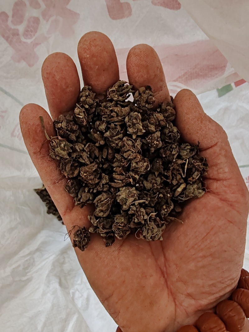 批发纯野猫爪草（一级货），不带毛的，一手货源，诚信经营！