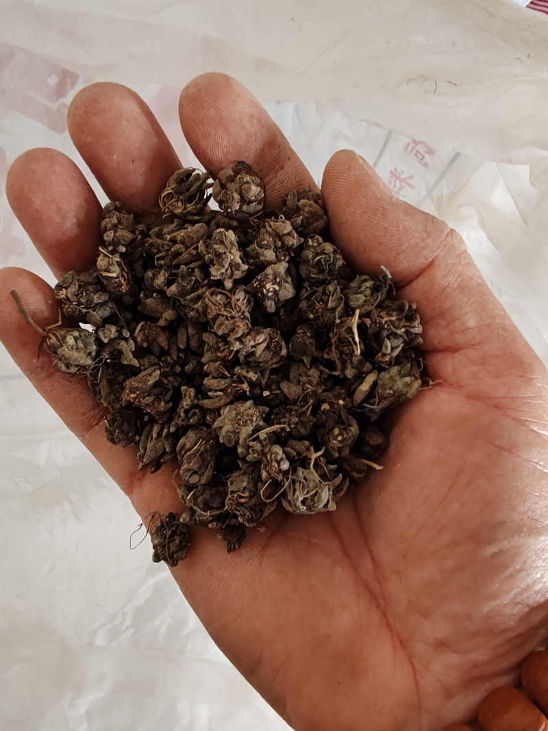 批发纯野猫爪草（一级货），不带毛的，一手货源，诚信经营！