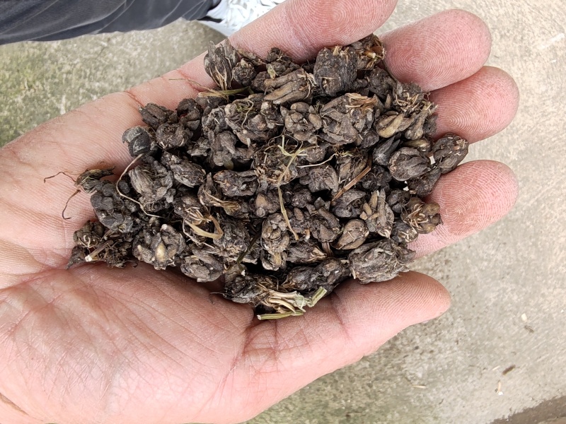 批发纯野猫爪草（一级货），不带毛的，一手货源，诚信经营！