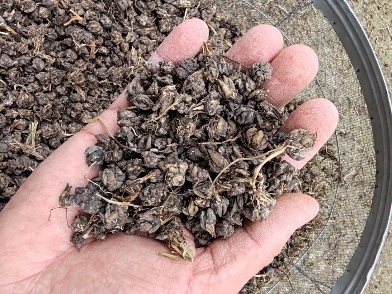 批发纯野猫爪草（一级货），不带毛的，一手货源，诚信经营！