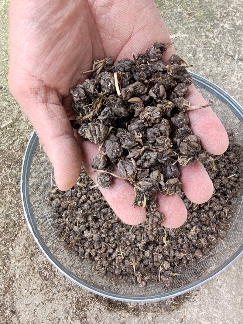 批发纯野猫爪草（一级货），不带毛的，一手货源，诚信经营！