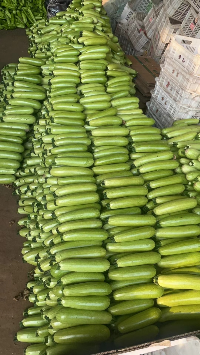 绿皮西葫，西葫，产地直发，一手货源，可视频看货