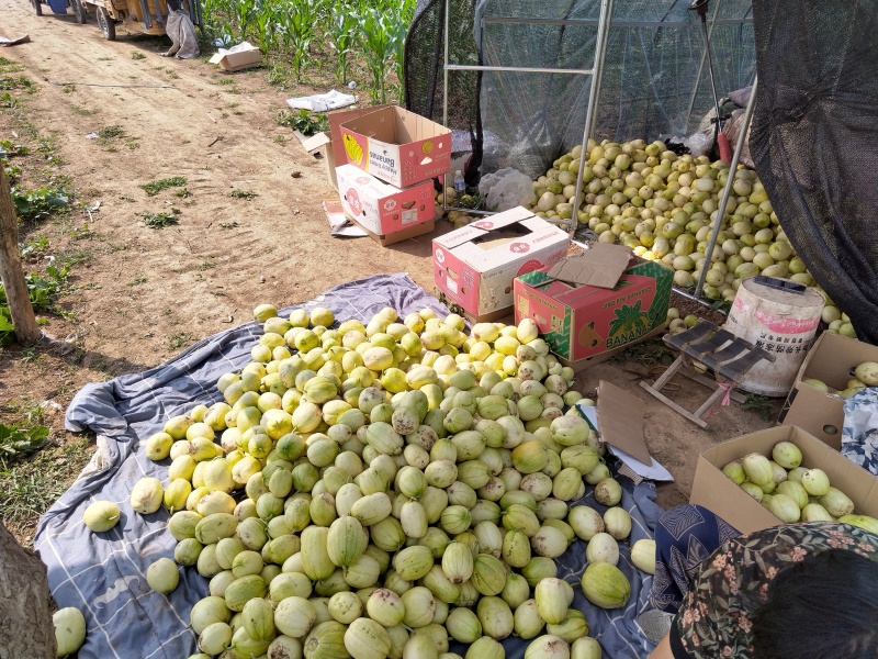 辽宁朝阳自家大地京蜜甜瓜干瓤脆甜口感好保证质量