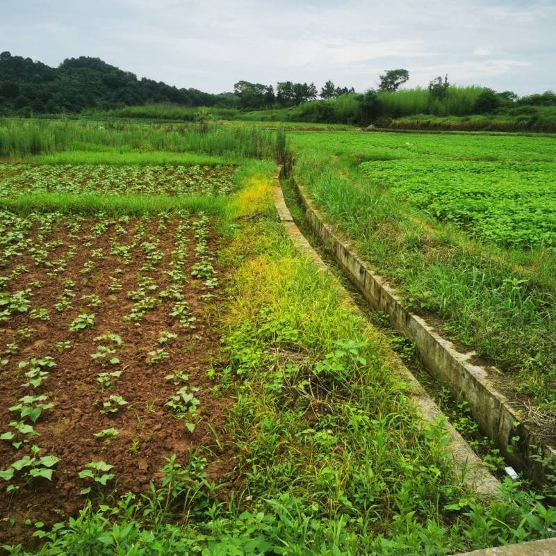 村集体500亩平地旱地，水浇地，流转出租