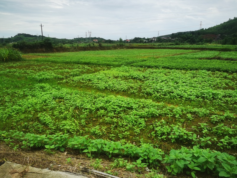 村集体500亩平地旱地，水浇地，流转出租