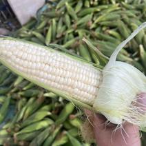 糯玉米，颗粒饱满，个大，颜色绿，无虫眼，代发全国，保质量