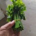 树仔菜