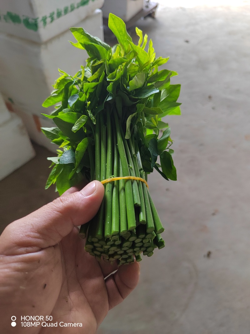 树仔菜