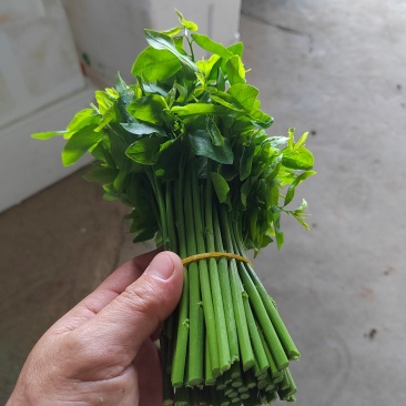 树仔菜