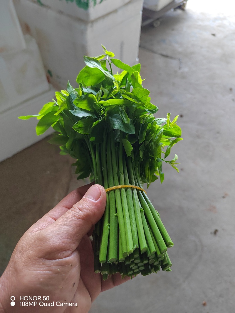 树仔菜