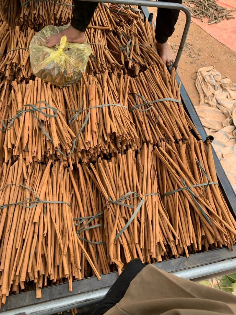 野生桂皮质量优良品质良好