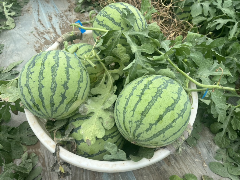 展示麒麟西瓜与石头西瓜的外观差异,包括果皮颜色、果肉颜色和整体大小 麒麟西瓜与石头西瓜对比图