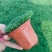 爱尔兰珍珠草
