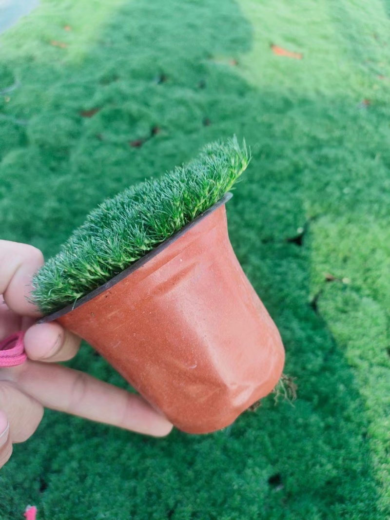 爱尔兰珍珠草
