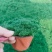 爱尔兰珍珠草