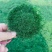 爱尔兰珍珠草