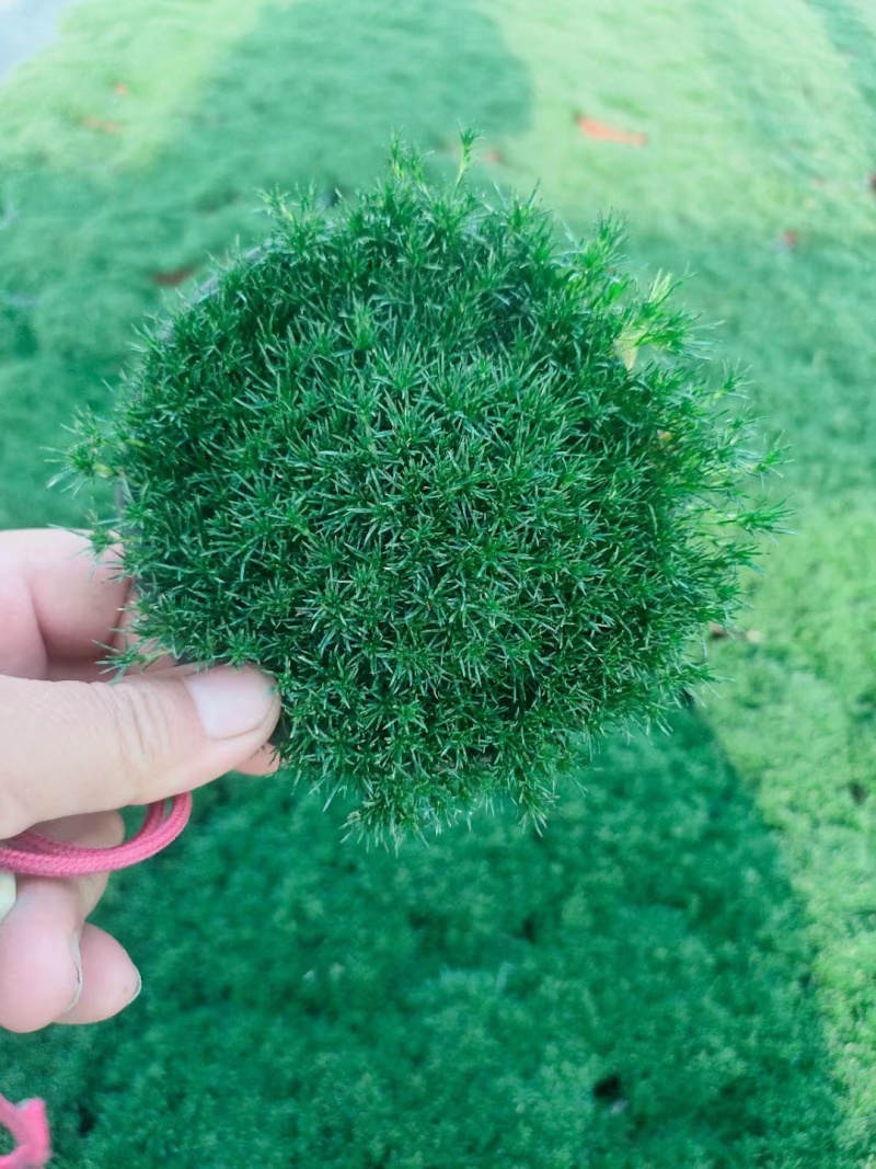 爱尔兰珍珠草