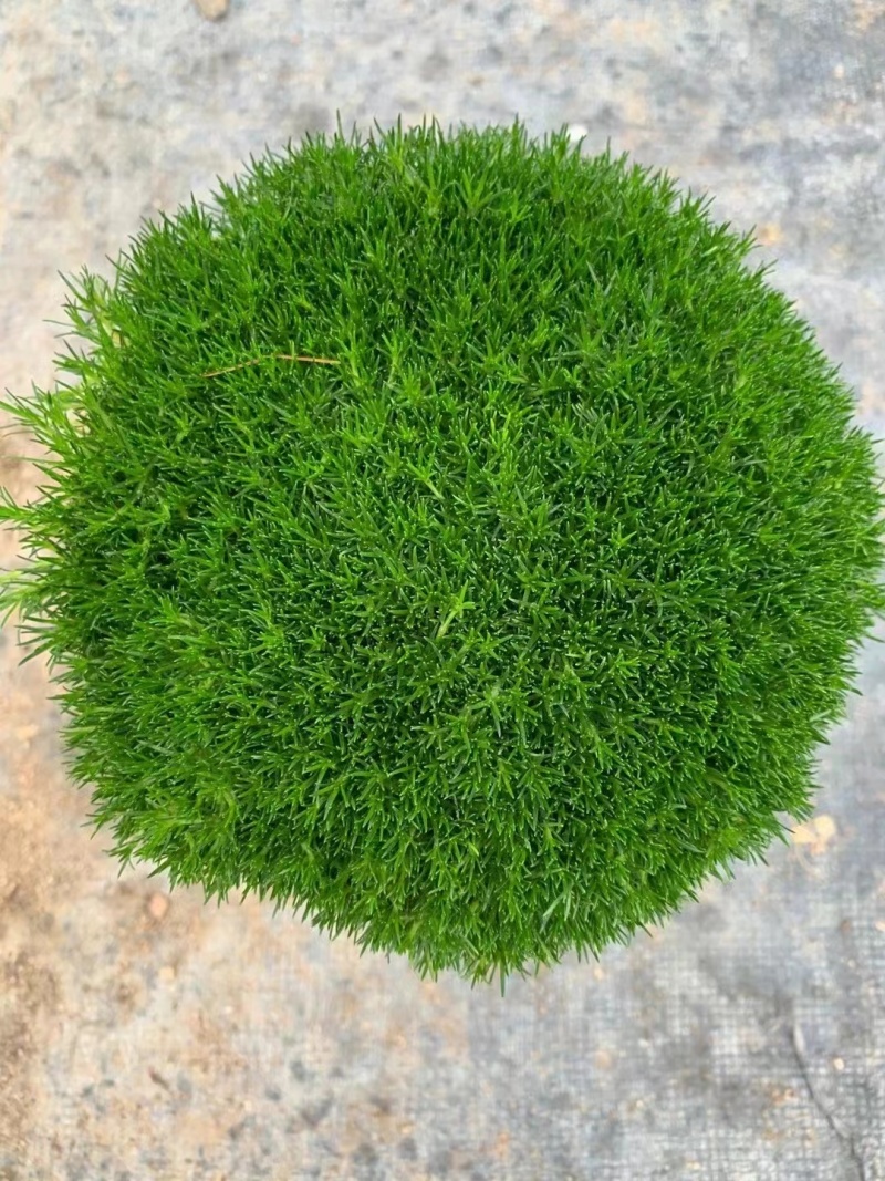 爱尔兰珍珠草