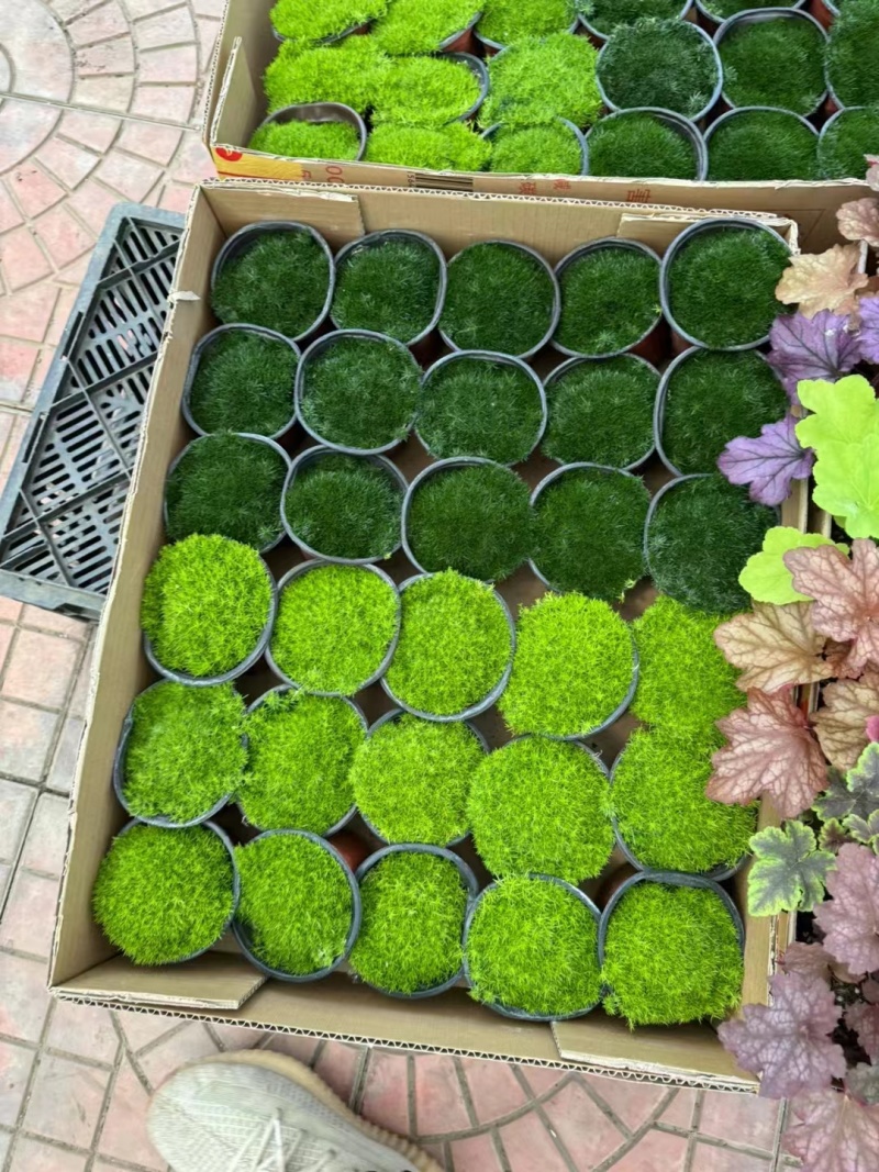 爱尔兰珍珠草