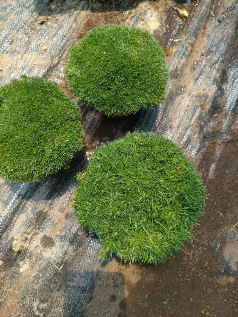 爱尔兰珍珠草