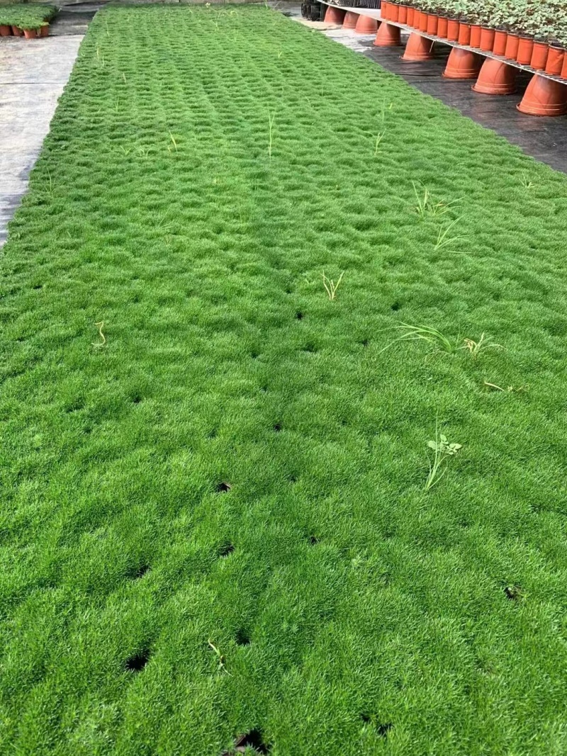 爱尔兰珍珠草