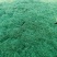 爱尔兰珍珠草