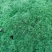 爱尔兰珍珠草