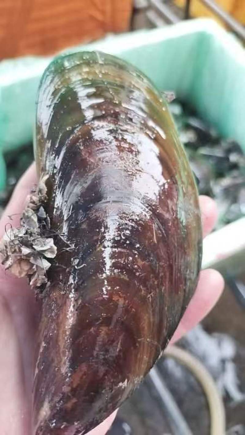 青口，新。西。兰。翡翠贻贝。特大青口。海虹