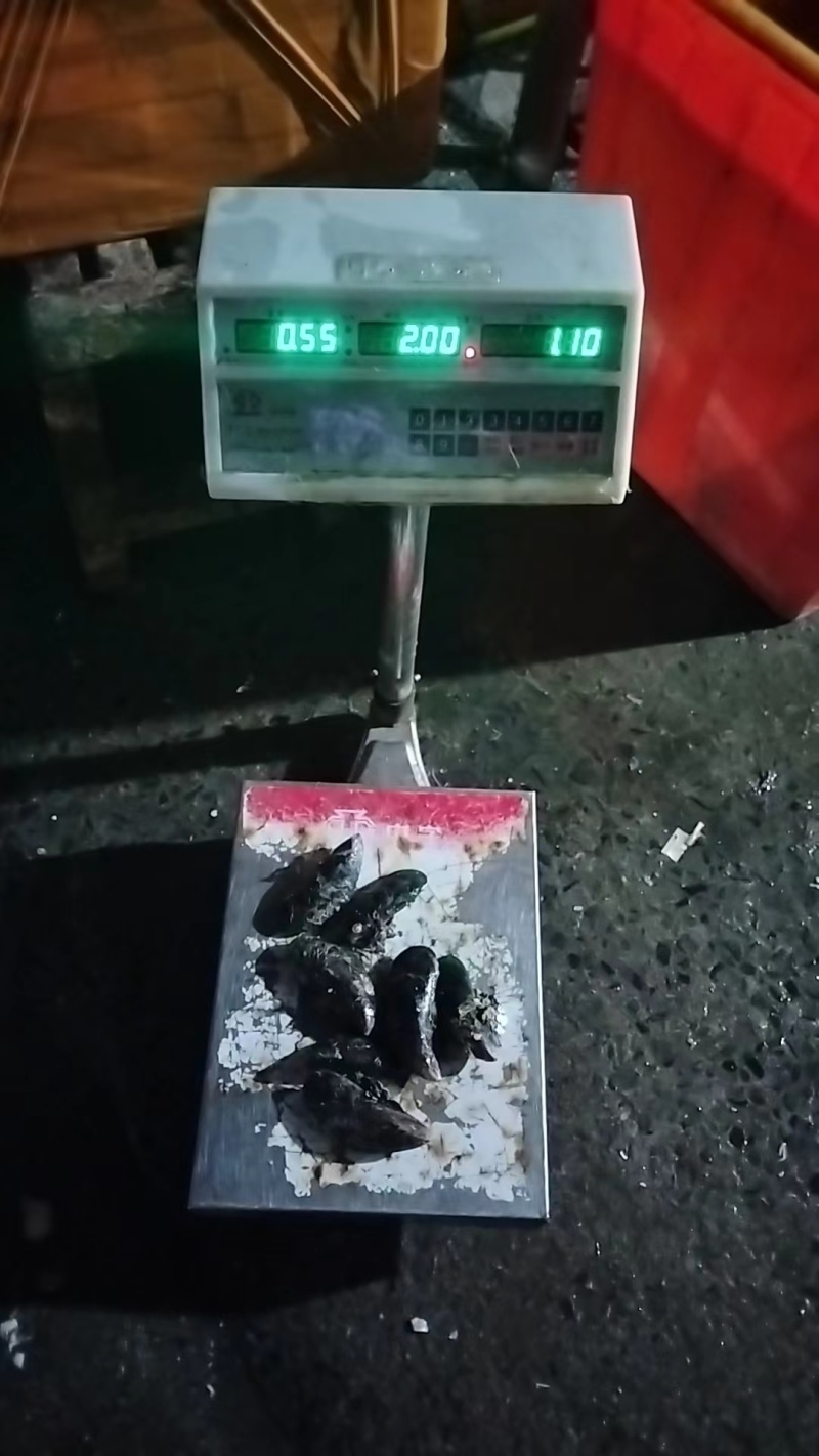 青口，新。西。兰。翡翠贻贝。特大青口。海虹