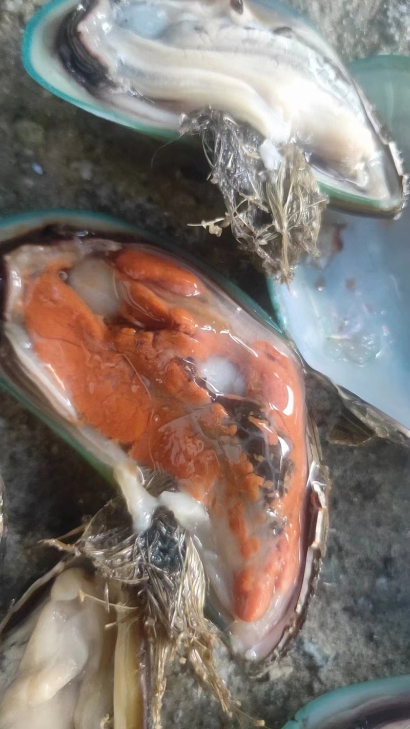 青口，新。西。兰。翡翠贻贝。特大青口。海虹