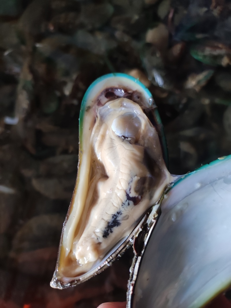 青口，新。西。兰。翡翠贻贝。特大青口。海虹