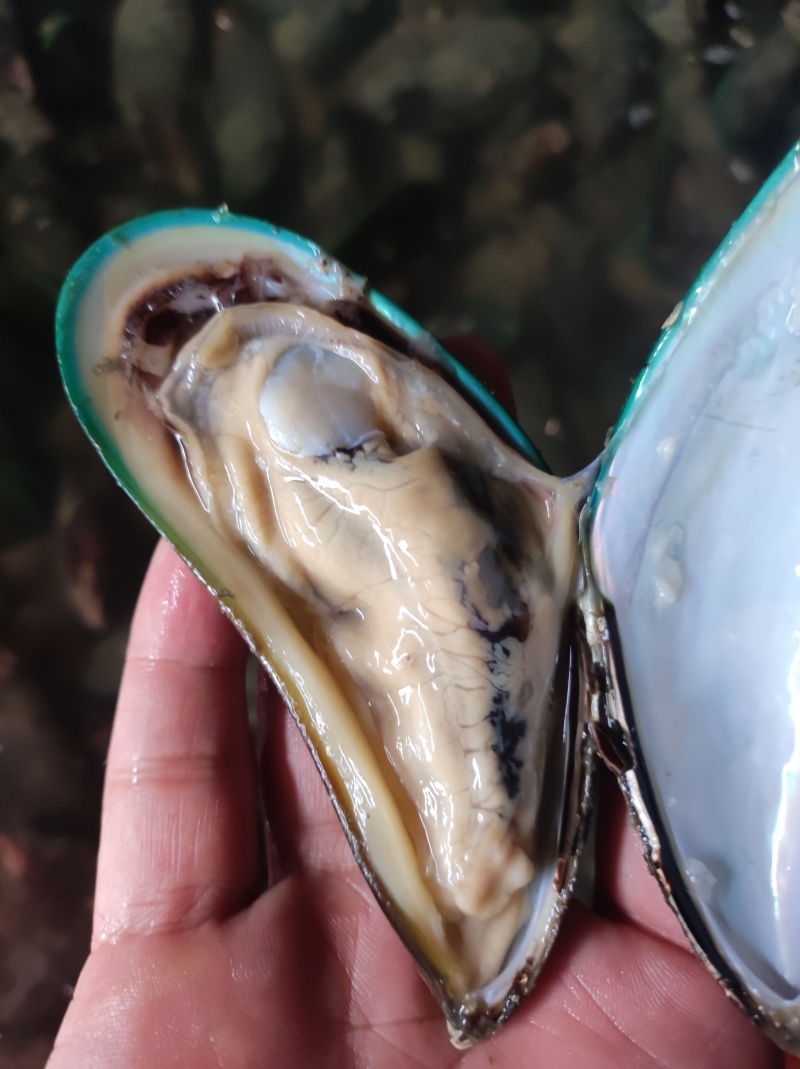 青口，新。西。兰。翡翠贻贝。特大青口。海虹