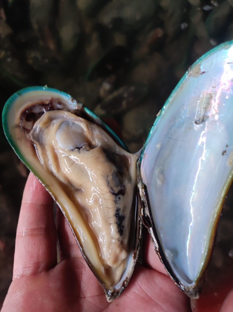 青口，新。西。兰。翡翠贻贝。特大青口。海虹