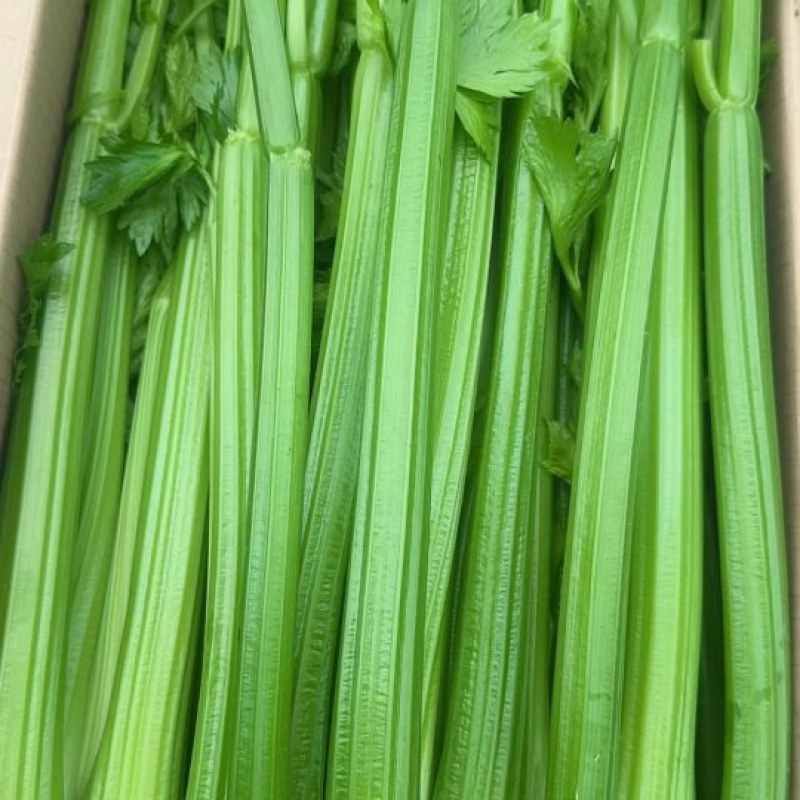 沈阳精品西芹